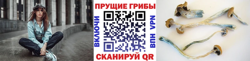 Псилоцибиновые грибы Cubensis  кракен вход  Буй  купить закладку 
